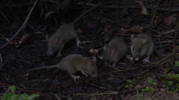 Varias ratas bebiendo y comiendo del suelo — Vídeo de stock