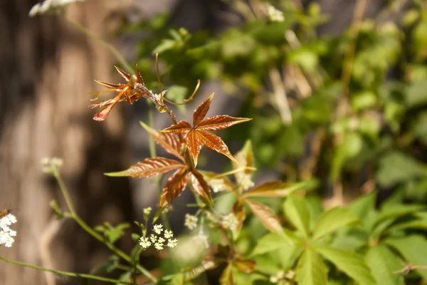 Planten in het weiland — Stockfoto