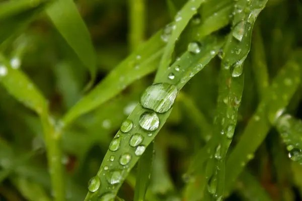 Yeşil çimenlere çiy damlaları düşer