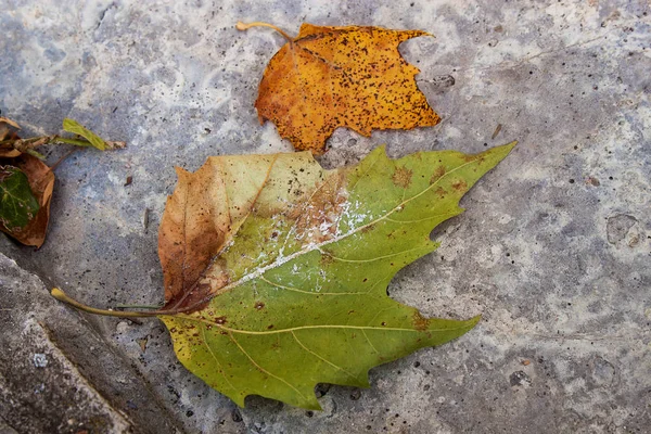 Autumn leaves on concrete background — Stock Photo, Image