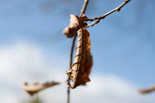 햇빛에 대 한 잎 — 스톡 사진