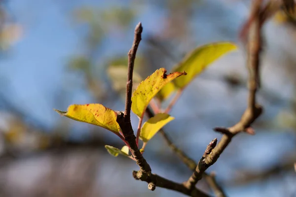 햇빛에 대 한 잎 — 스톡 사진