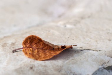 Sonbahar sarısı Yaprak