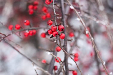 karla kaplı kırmızı meyveler 