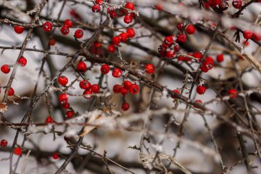 karla kaplı kırmızı meyveler