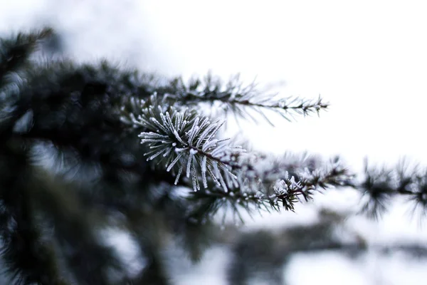 kar kaplı şubeleri