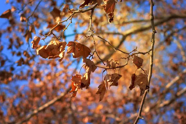 Herfstbladeren tegen het zonlicht — Stockfoto