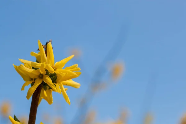 Bahar çiçeği arkaplanı