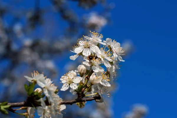 Blossom of the tree — Stock Photo, Image