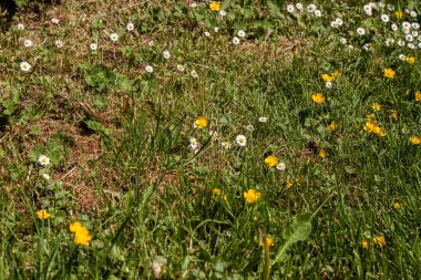 beyaz çiçekler ve yeşil çimenler 