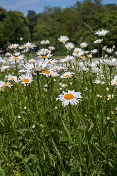 White flowers and green grass — Stock Photo, Image