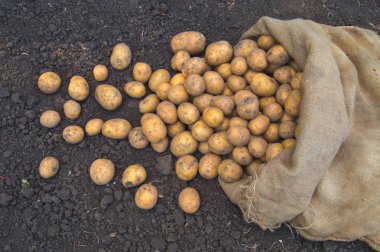 Jüt çanta yere taze vejetaryen patates