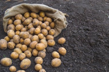 Jüt çanta yere taze vejetaryen patates