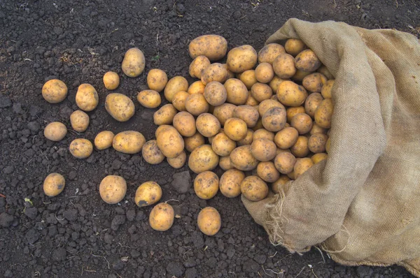 Jüt çanta yere taze vejetaryen patates