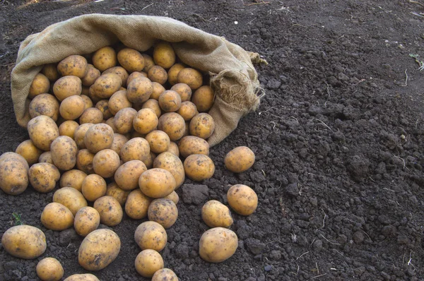 Jüt çanta yere taze vejetaryen patates