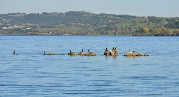 Bracciano Gölü su kuşları — Stok fotoğraf