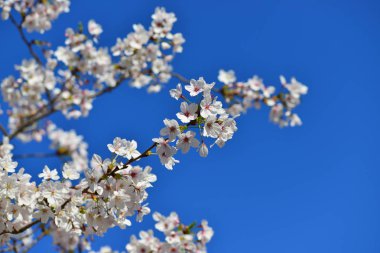 kiraz ağacı çiçek