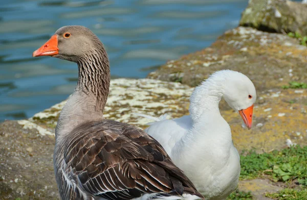 Couple of geese — Stock Photo, Image