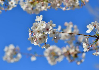 kiraz ağacı çiçek