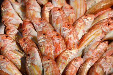 Kırmızı Goatfish Balık pazarı