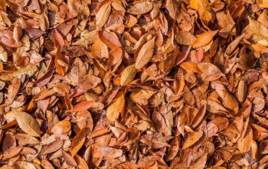 Sonbahar yaprakları sarı ve kahverengi arka plan