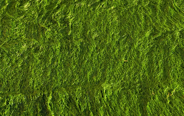 Green seaweed background