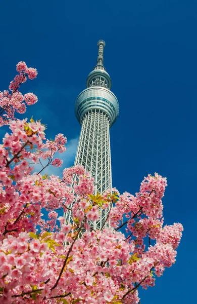 Kiraz çiçeği ile Tokyo Skytree Kulesi — Stok fotoğraf