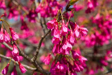 Kiraz ağacı pembe çiçekler