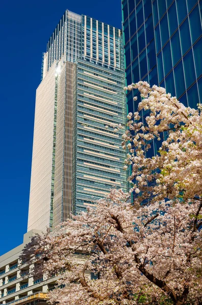도쿄 로포 롱기의 봄 — 스톡 사진