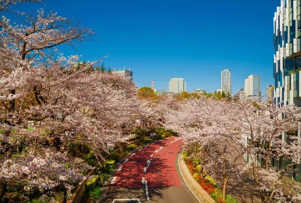 도쿄 로포 롱기의 봄 — 스톡 사진