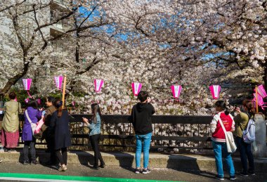 Tokyo, Japonya, 5 Nisan 2019 Hanami Tokyo 'da. İnsanlar ünlü Meguro Nehri Kiraz Çiçekleri Gezisi boyunca cep telefonlarıyla sakura çiçeklerine hayranlık duyuyor ve onları vuruyor.