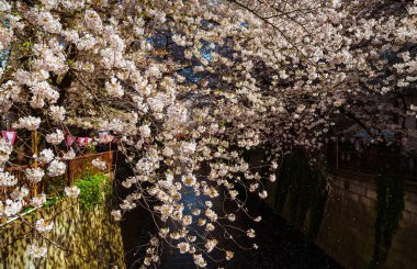Hanami Tokyo 'da. Meşhur Meguro Nehri Kiraz Çiçekleri Gezisi