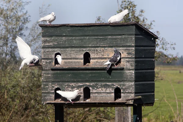 Dovecote ve aşık güvercinler