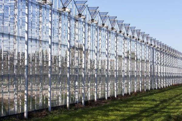 Greenhouse in Westland in the Netherlands — Stock Photo, Image