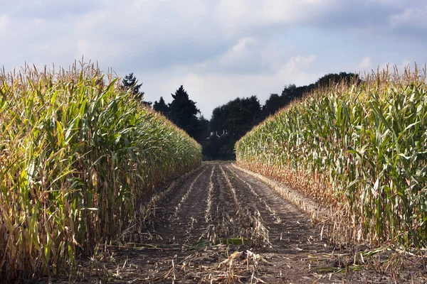 Kerti ösvény-ban a kukorica a területen — Stock Fotó