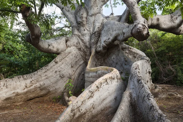 L'albero più vecchio di Curacao — Foto Stock