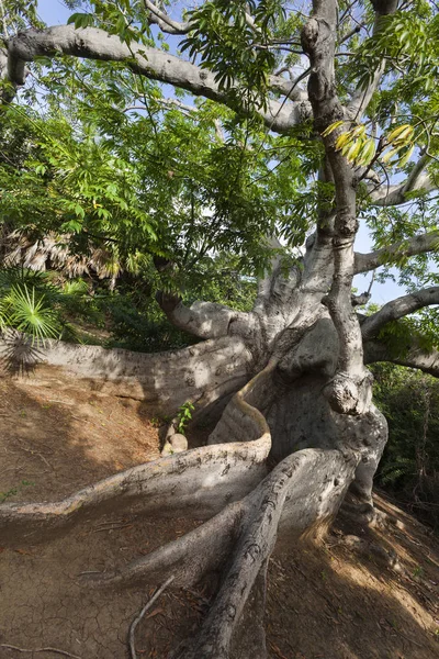 Oldest tree on Curacao — Stock Photo, Image