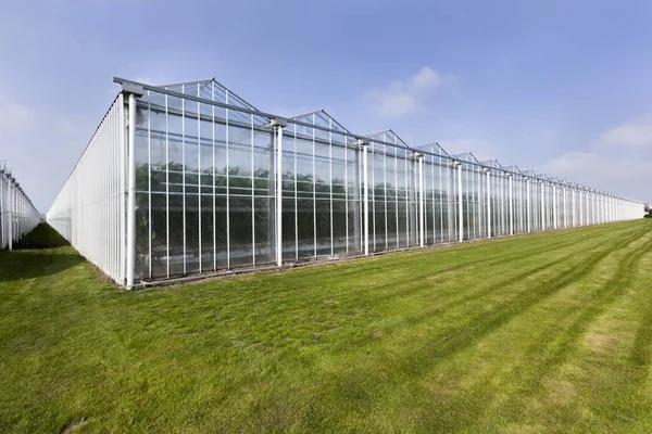 Greenhouse in Westland — Stock Photo, Image