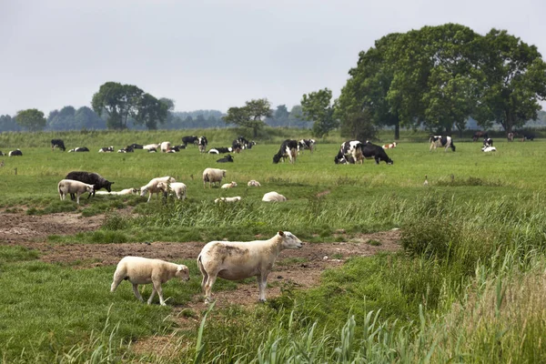 Ovejas, corderos y vacas pastando en los pastos — Foto de Stock