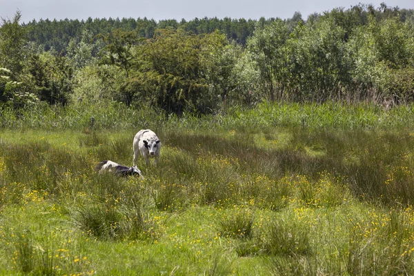 Duas vacas em uma paisagem verde — Fotografia de Stock