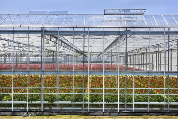 Greenhouse exterior in the Netherlands — Stock Photo, Image