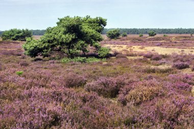 Veluwe heather manzara