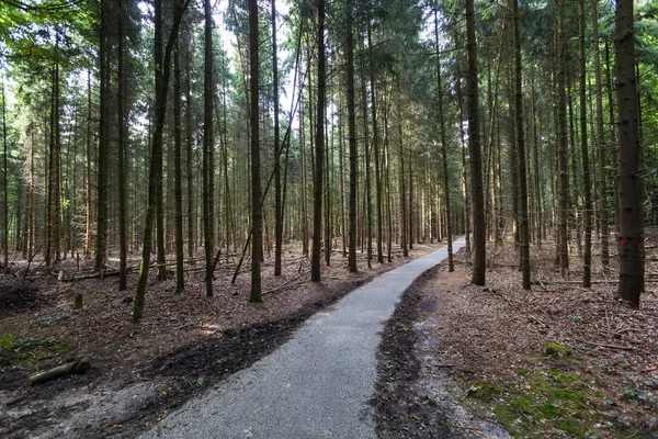 Camino en el bosque —  Fotos de Stock