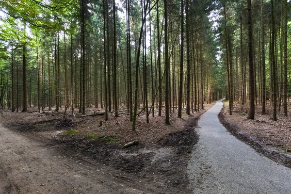 Caminos en el bosque —  Fotos de Stock