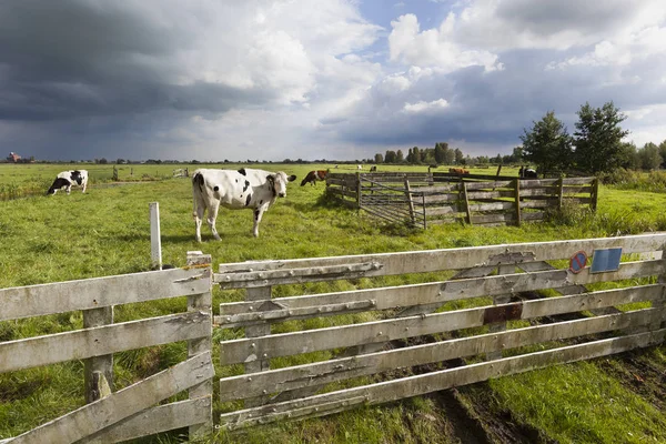 Vacas holandesas en el prado — Foto de Stock