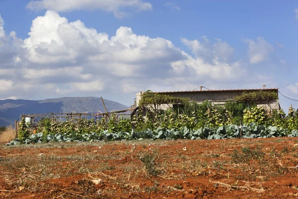 Plnění se zeleninou na Krétě — Stock fotografie