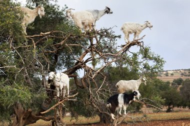 Argan ağacı içinde tırmanma keçi