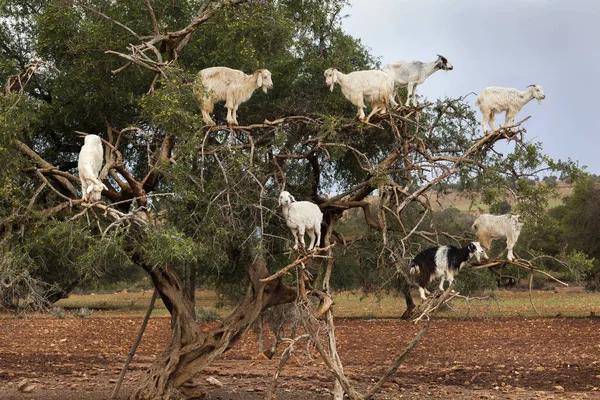 Argan ağacı içinde tırmanma keçi