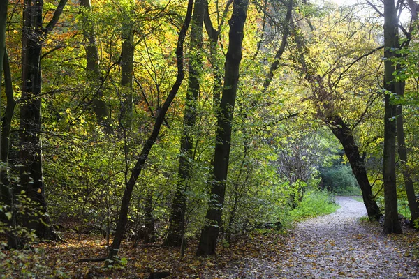 Vandringsled och träd på hösten Stockbild