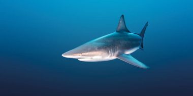 Blacktip Shark, Güney Afrika